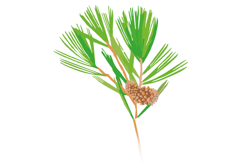 Casuarina Tree Logo